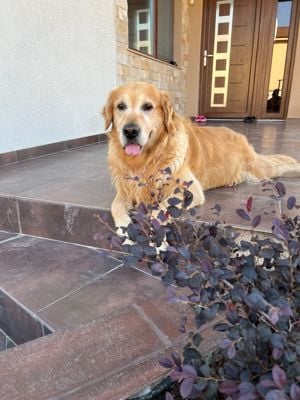 caut canisa Golden Retrevier