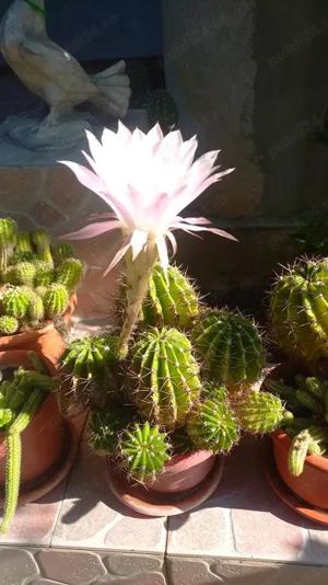 CACTUSI INFLORITI,in ghiveci ,cu radacinile intregi,diverse forme si culori,pentru pasionati  - imagine 5