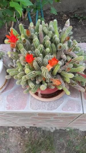CACTUSI INFLORITI,in ghiveci ,cu radacinile intregi,diverse forme si culori,pentru pasionati  - imagine 4