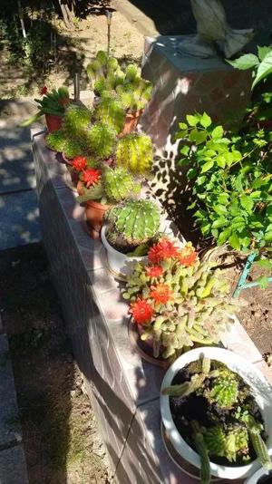 CACTUSI INFLORITI,in ghiveci ,cu radacinile intregi,diverse forme si culori,pentru pasionati  - imagine 7