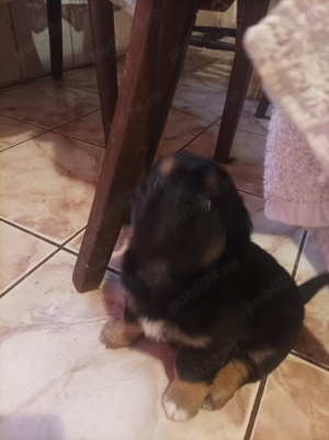 Caut familii iubitoare de animale - imagine 5