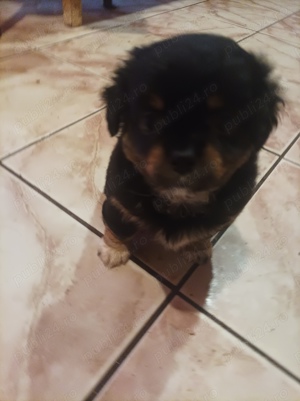 Caut familii iubitoare de animale - imagine 4