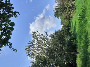 Cabană în Bistra Mureșului (în sat) - 86mp + teren 1100mp - 35.000  - imagine 10