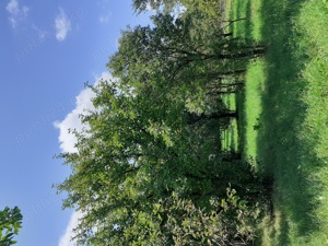 Cabană în Bistra Mureșului (în sat) - 86mp + teren 1100mp - 35.000  - imagine 9