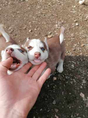 Pui husky siberian, ochi albaștri. 