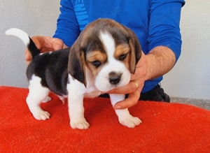 Beagle tricolor