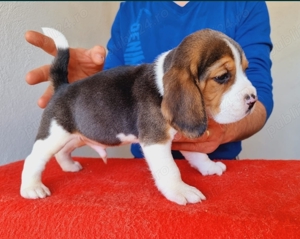 Beagle tricolor - imagine 2