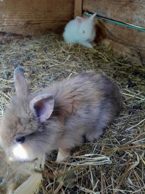 Iepurași pitici de companie vând.  - imagine 2 Iepurași pitici de companie vând.  - imagine 2