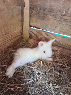 Iepurași pitici de companie vând.  - imagine 3 Iepurași pitici de companie vând.  - imagine 3