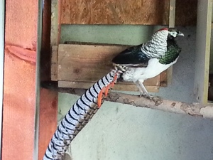 Fazani exotici  diverse rase Mikado,Swinhoe,Auriu pe galben,Diamant,etc - imagine 2