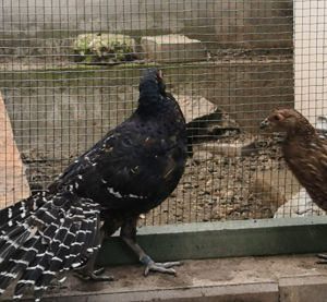 Fazani exotici  diverse rase Mikado,Swinhoe,Auriu pe galben,Diamant,etc - imagine 3