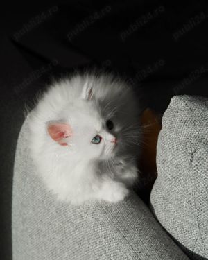 Angora Turceasca   CEACARA - imagine 2