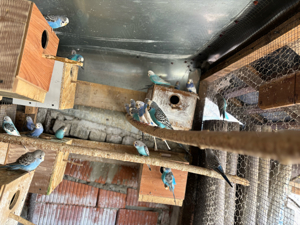 papagali perusi - imagine 2