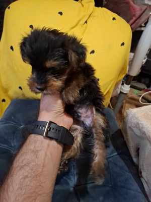catel mascul yorkshire terrier - imagine 4 catel mascul yorkshire terrier - imagine 4