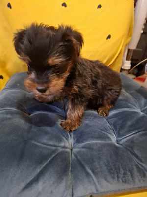 catel mascul yorkshire terrier - imagine 2 catel mascul yorkshire terrier - imagine 2
