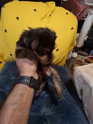 catel mascul yorkshire terrier