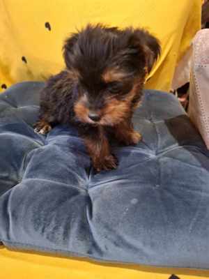 catel mascul yorkshire terrier - imagine 3 catel mascul yorkshire terrier - imagine 3