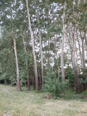 Vand lemn de plop pentru coatructi - imagine 2