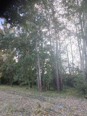 Vand lemn de plop pentru coatructi - imagine 3