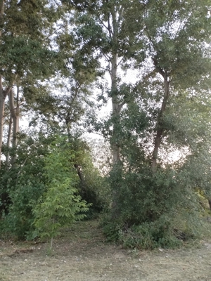 Vand lemn de plop pentru coatructi - imagine 5