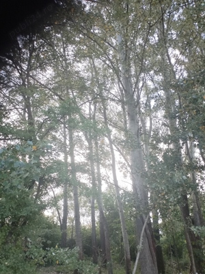 Vand lemn de plop pentru coatructi - imagine 6