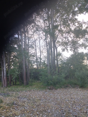 Vand lemn de plop pentru coatructi - imagine 4