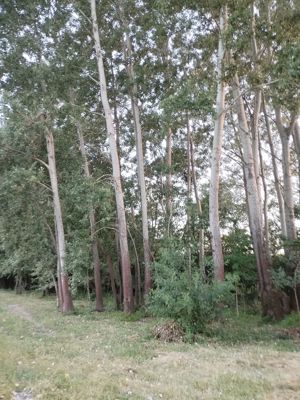 Vand lemn de plop pentru coatructi - imagine 8