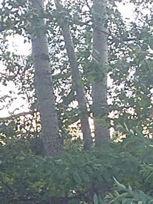 Vand lemn de plop pentru coatructi - imagine 9