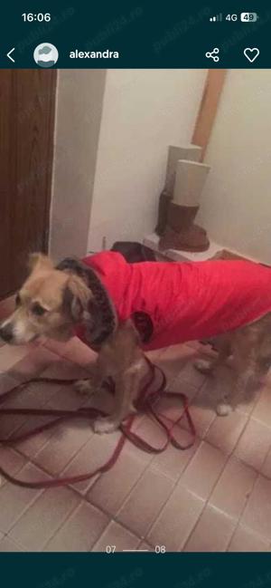 Vand haina catel facuta la comanda  - imagine 5 Vand haina catel facuta la comanda  - imagine 5