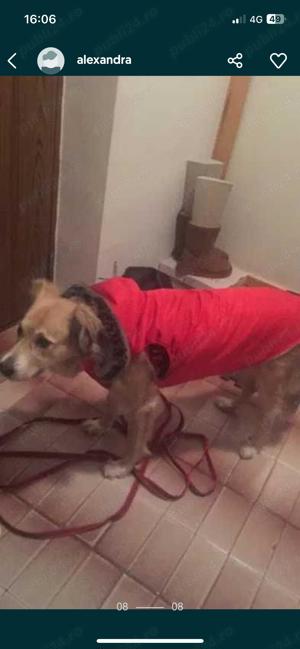 Vand haina catel facuta la comanda  - imagine 4 Vand haina catel facuta la comanda  - imagine 4