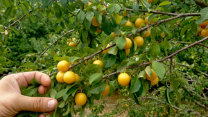 Sirop de Corcoduse Galbene - imagine 2