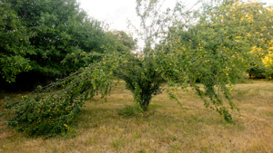 Sirop de Corcoduse Galbene - imagine 7