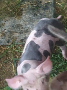 vind purcei petrain belgian  - imagine 3