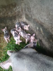 vind purcei petrain belgian 