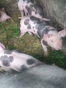 vind purcei petrain belgian  - imagine 2