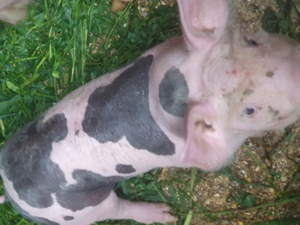 vind purcei petrain belgian  - imagine 4