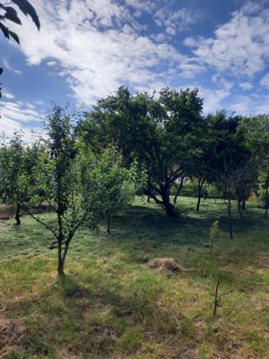 Vand casă in Frunzeni jud. Mureș - imagine 4