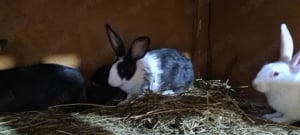 hycole francez - imagine 2