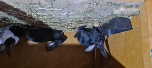 iepuri din rasa hycole  - imagine 5 iepuri din rasa hycole  - imagine 5