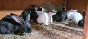 iepuri din rasa hycole  - imagine 3 iepuri din rasa hycole  - imagine 3