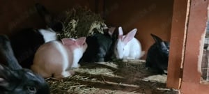 iepuri din rasa hycole  - imagine 4 iepuri din rasa hycole  - imagine 4