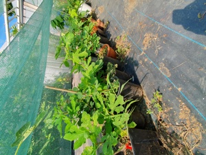 Puiet de Smochin la Ghiveci 