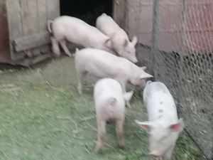 Purcei de vanzare