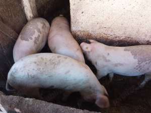 Vând purcele pentru reproductie