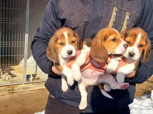 Beagle tricolor - imagine 2