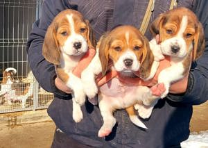 Beagle tricolor - imagine 3