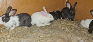 iepuri din rasa hycole  - imagine 2 iepuri din rasa hycole  - imagine 2