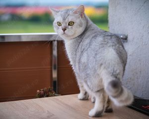 motan british shothair monta - imagine 5