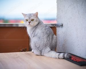 motan british shothair monta - imagine 7