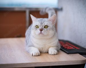 motan british shothair monta - imagine 8